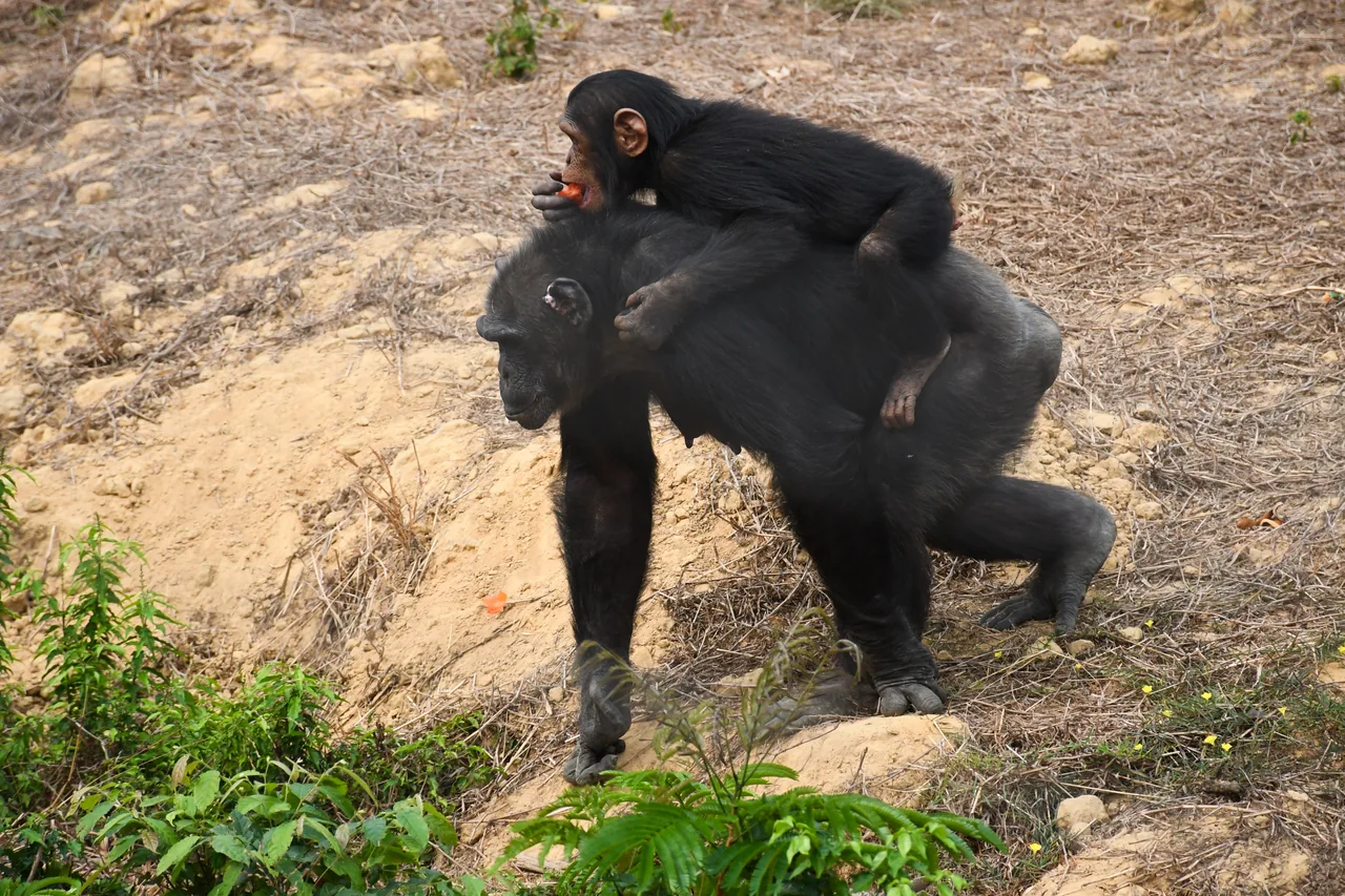 Un chimpanzé portant un jeune sur le dos.