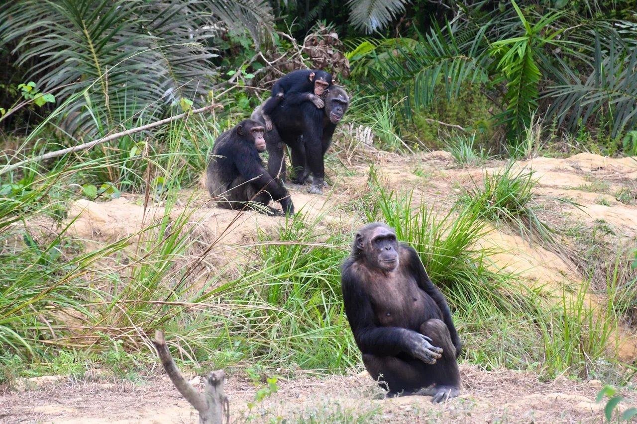 Des chimpanzés dans la végétation.