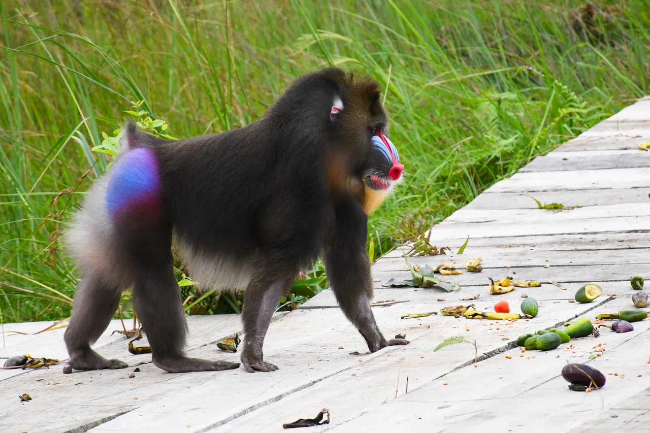 Un mandrill sur une passerelle en bois.